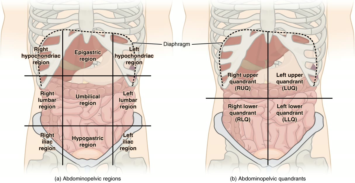 Ilustração anatômica: Abdome (Abdomen)