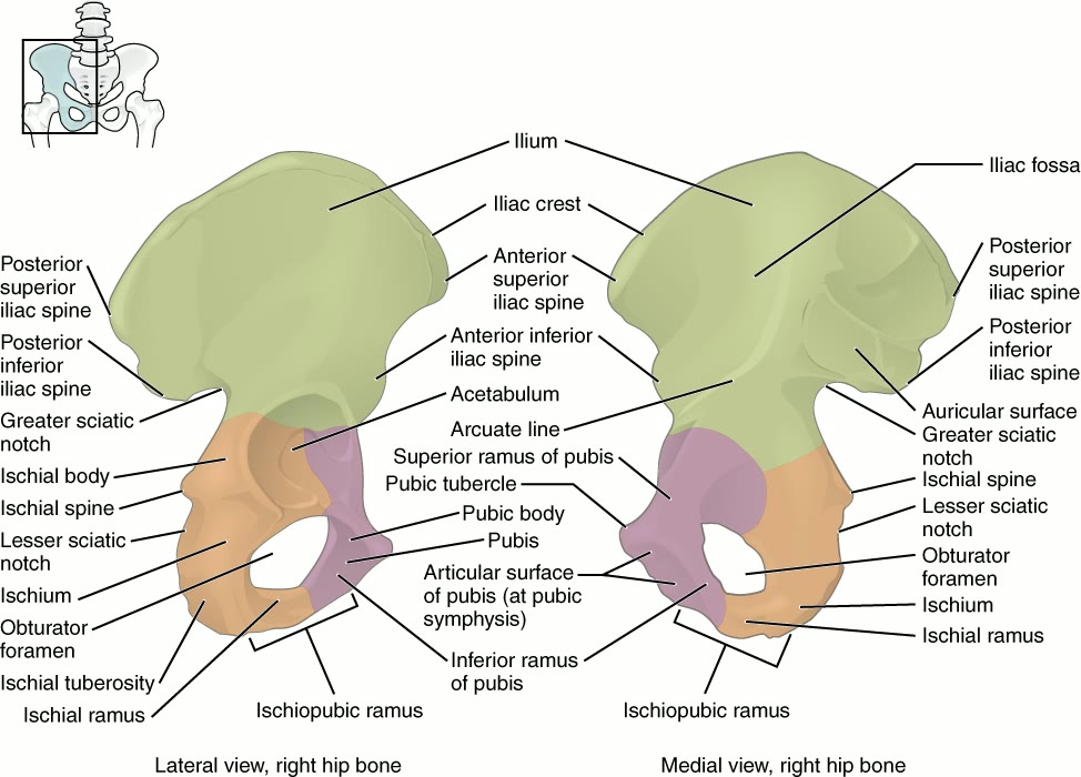 Ilustração anatômica: Acetábulo (Acetabulum)