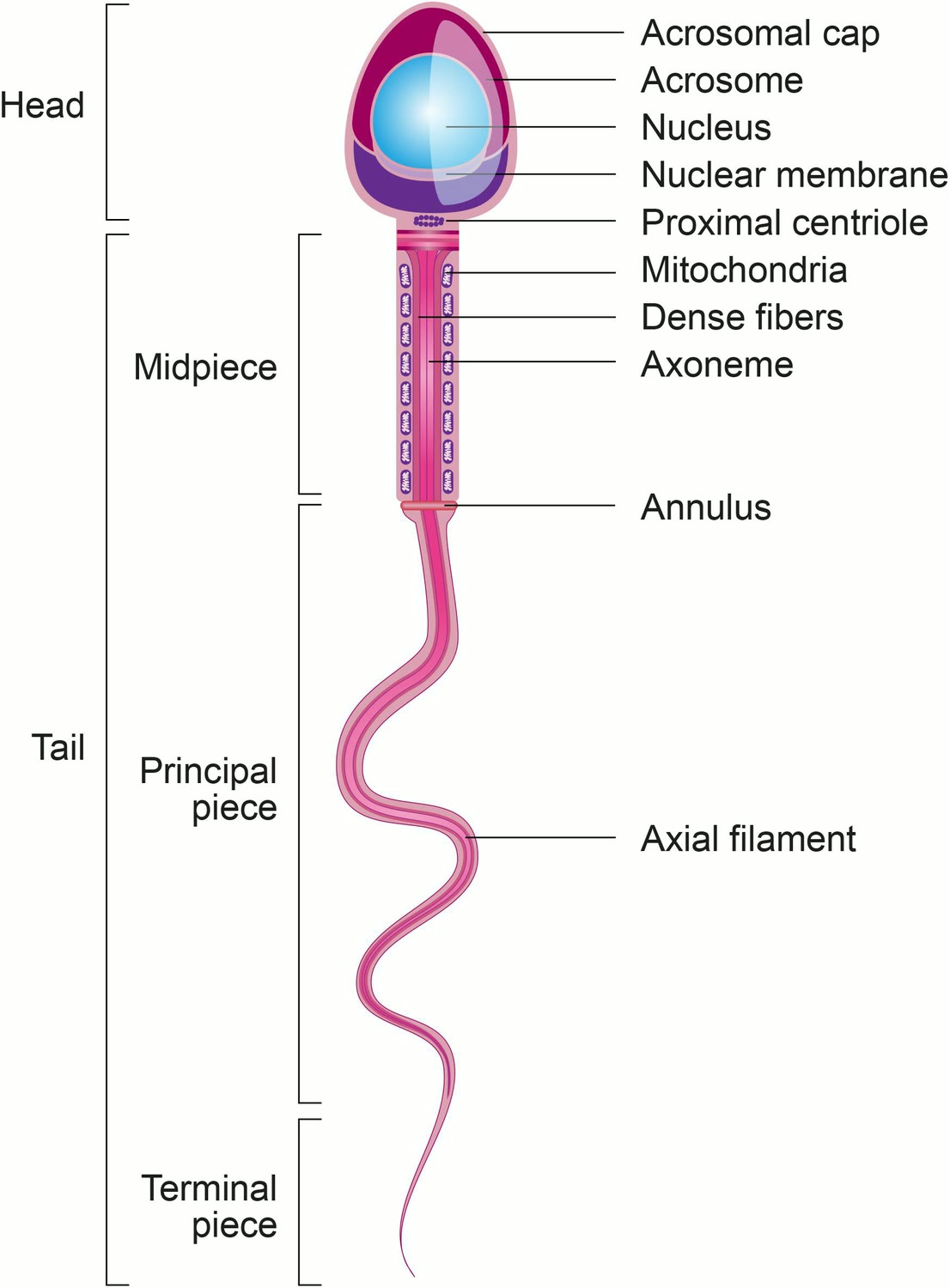 Ilustração anatômica: Acrossomo (Acrosome)