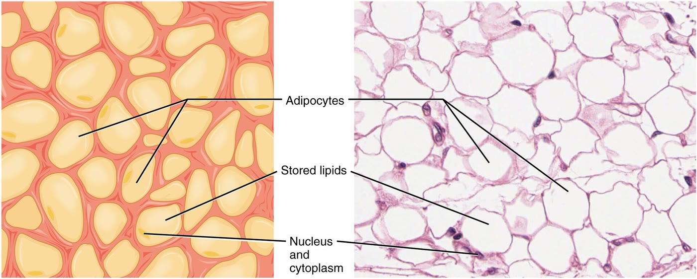 Ilustração anatômica: Adipócito (Adipocytes)