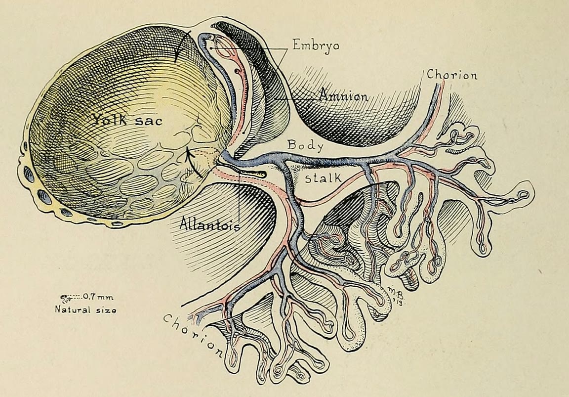 Ilustração anatômica: Alantoide (Allantois)