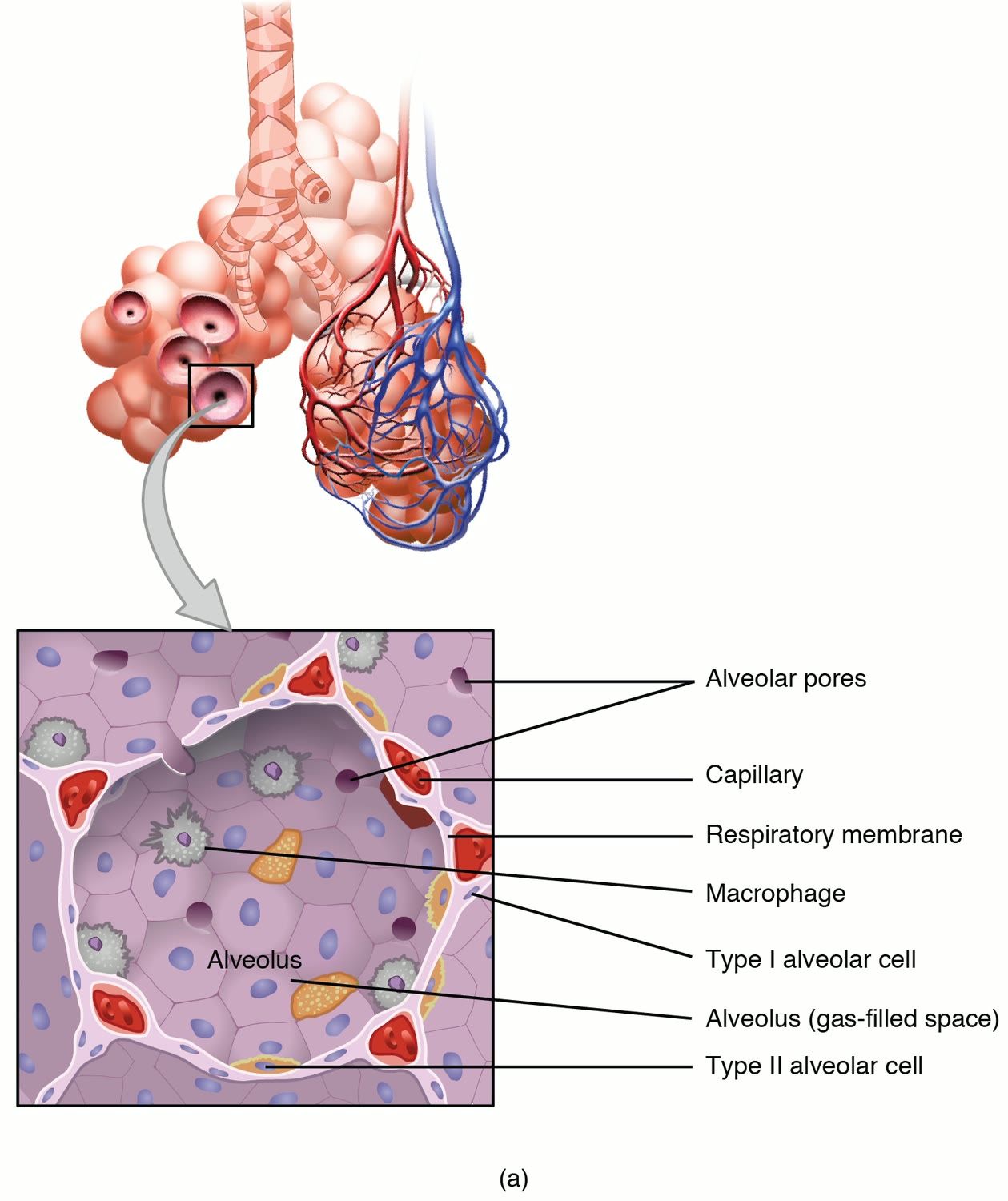 Ilustração anatômica: Alvéolos pulmonares (Pulmonary alveoli)