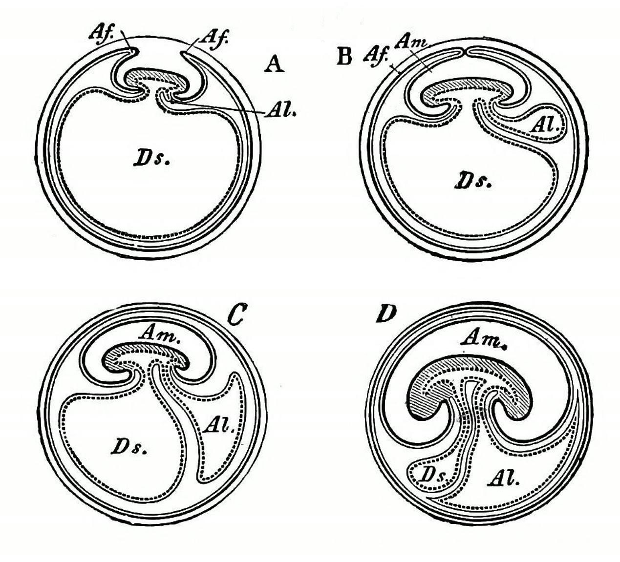 Ilustração anatômica: Âmnio (Amnion)