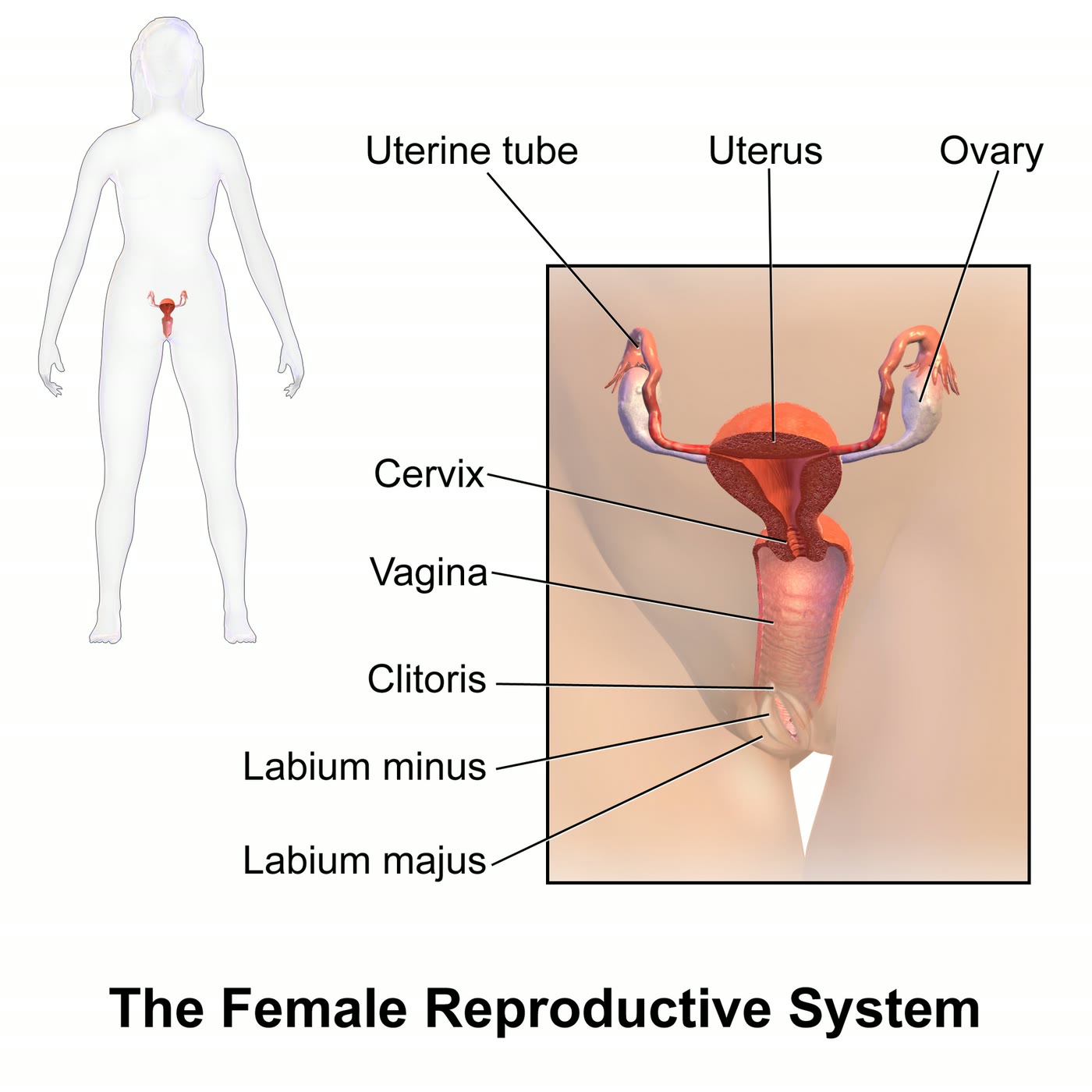 Esquema do sistema reprodutor feminino, com útero, tubas uterinas e ovários em corte frontal