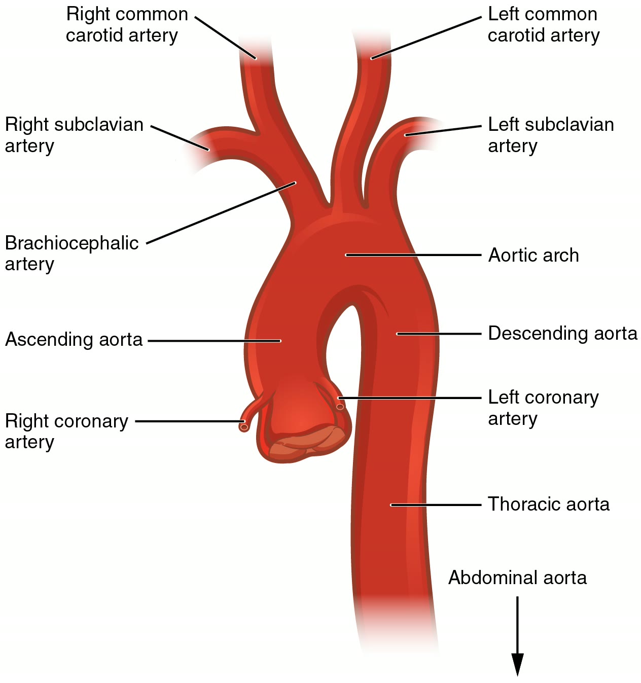 Ilustração anatômica: Aorta (Aorta)