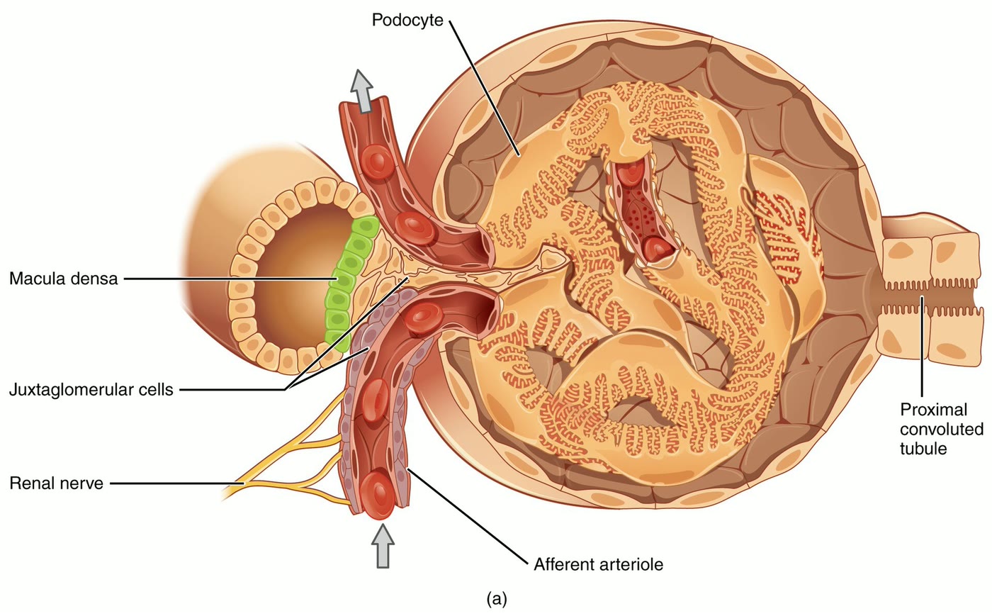 Ilustração anatômica: Aparelho justaglomerular (Juxtaglomerular Apparatus)