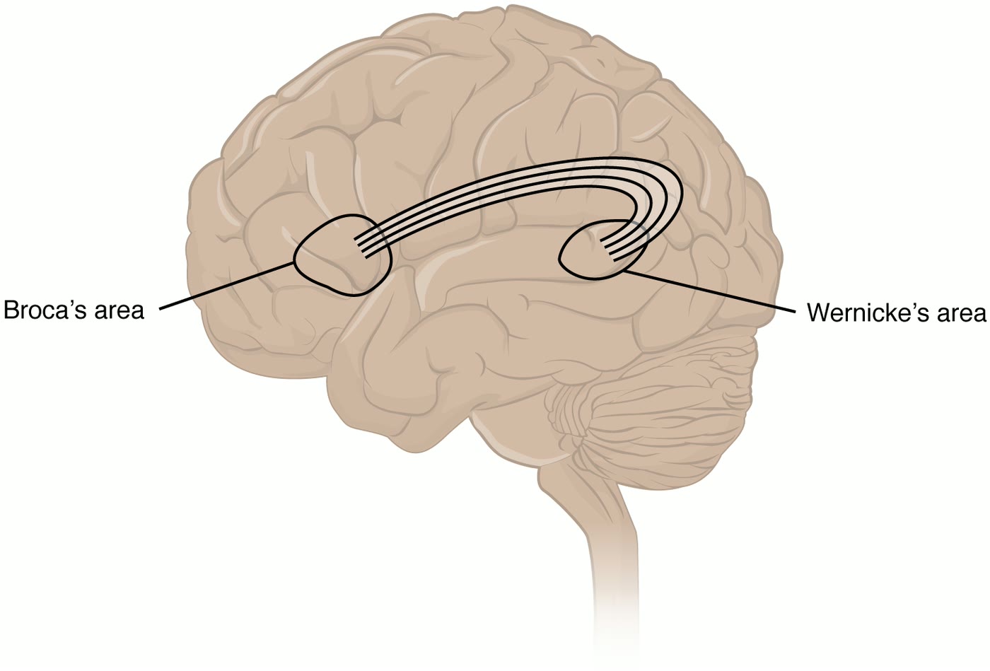 Ilustração anatômica: Área de Broca (Broca Area)