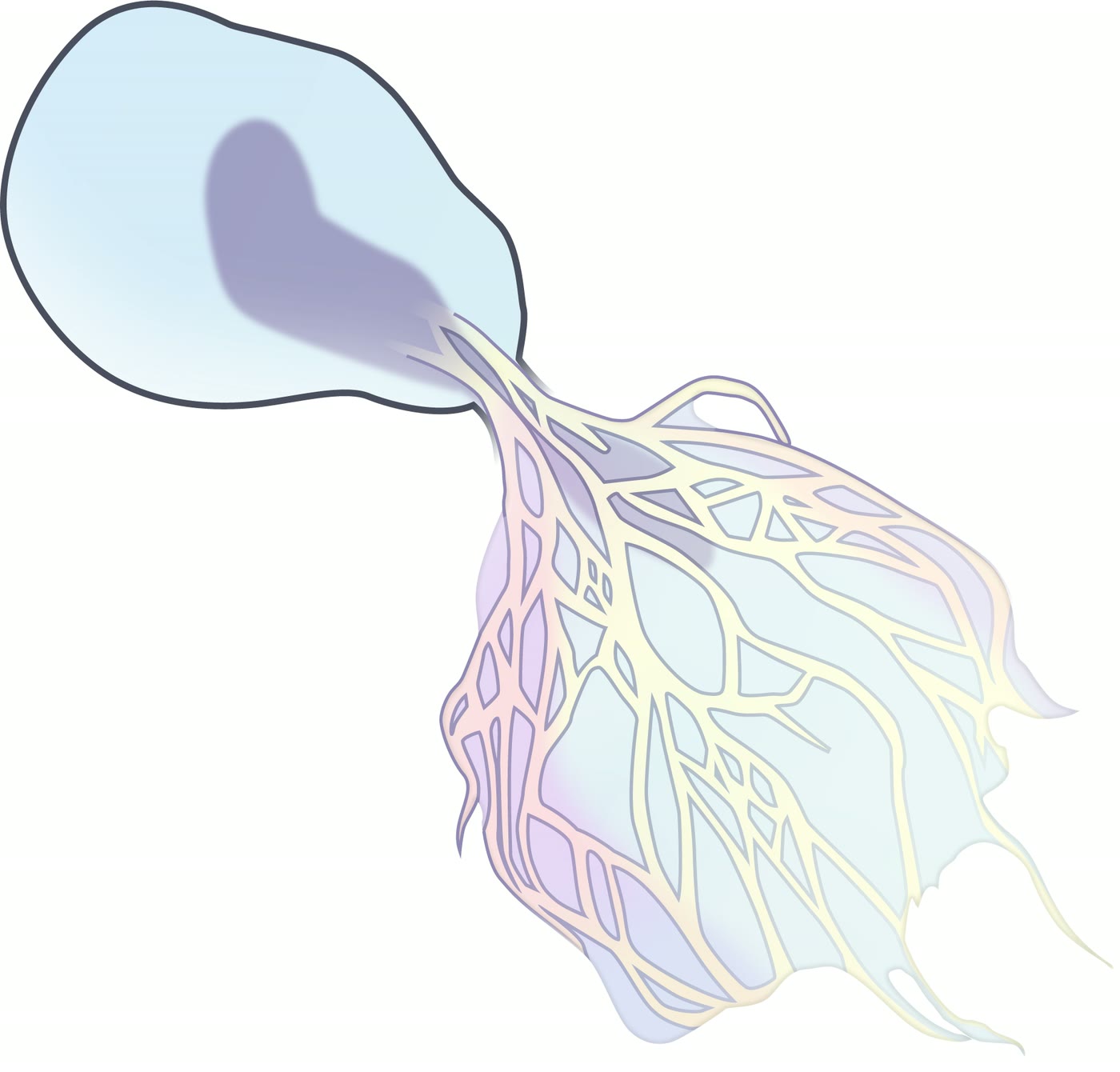 Ilustração anatômica: Armadilha extracelular (Extracellular Traps)