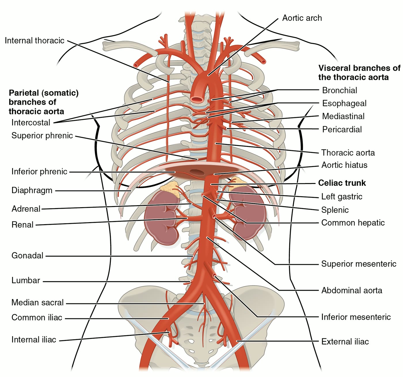 Ilustração anatômica: Artéria esplênica (Splenic Artery)