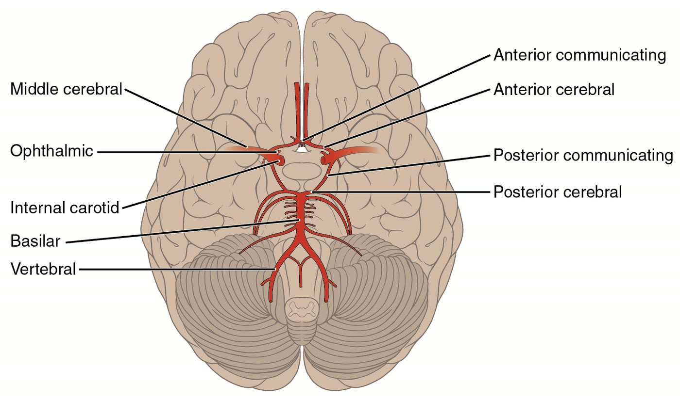 Ilustração anatômica: Artéria oftálmica (Ophthalmic Artery)