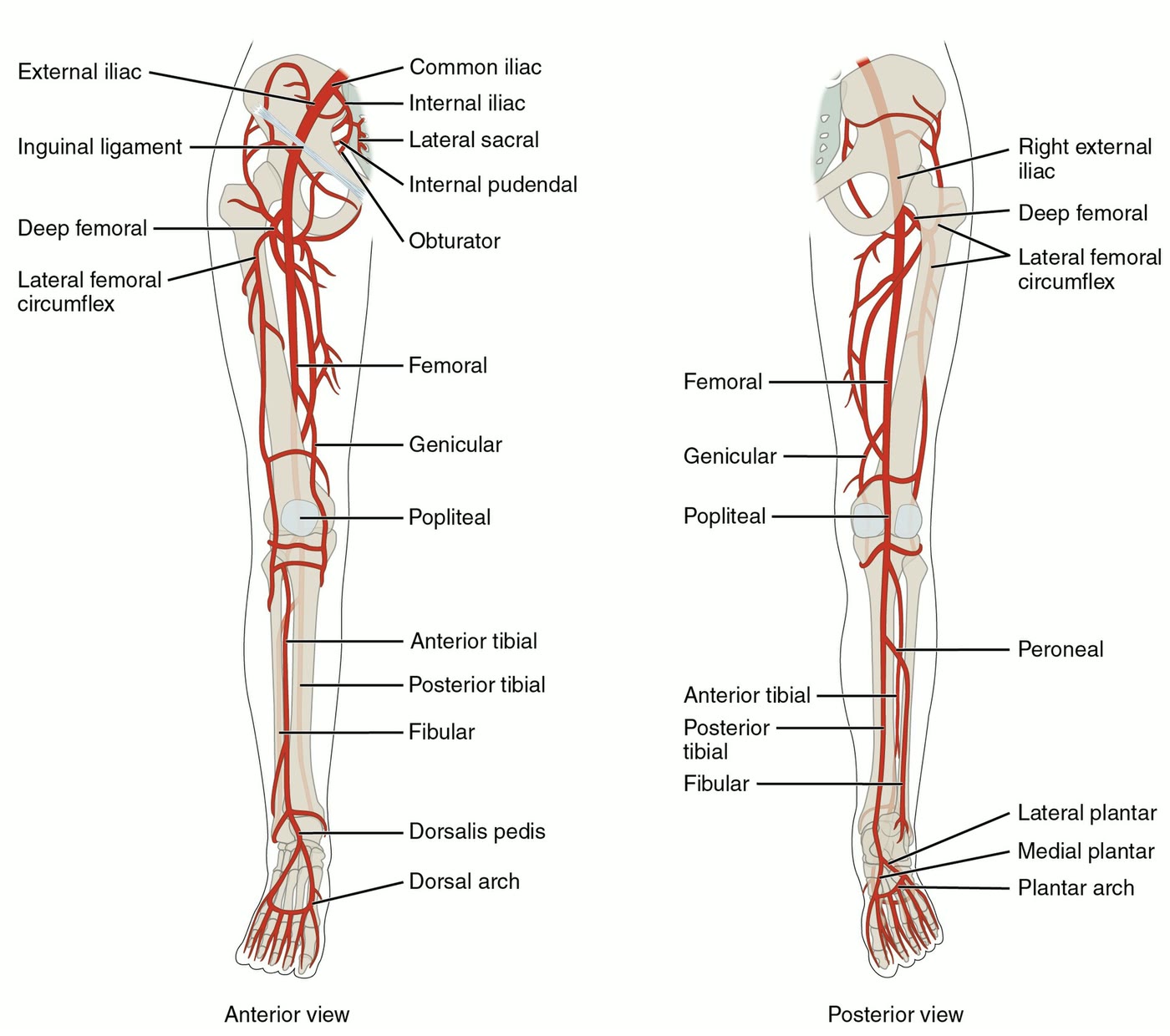 Ilustração anatômica: Artéria poplítea (Popliteal Artery)