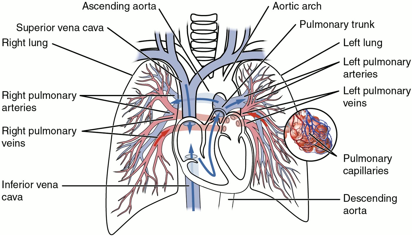 Ilustração anatômica: Artéria pulmonar (Pulmonary Artery)