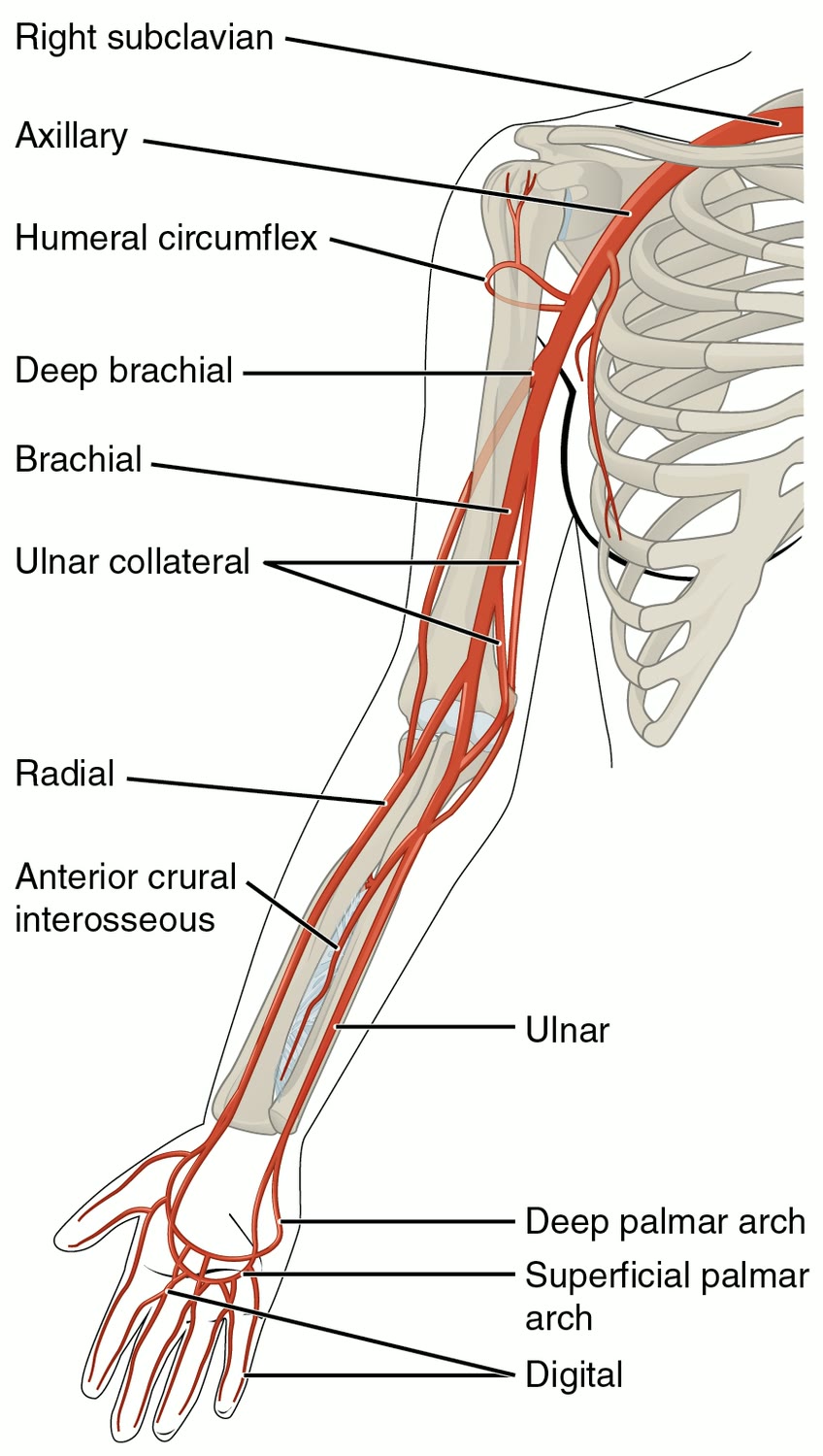 Ilustração anatômica: Artéria radial (Radial Artery)