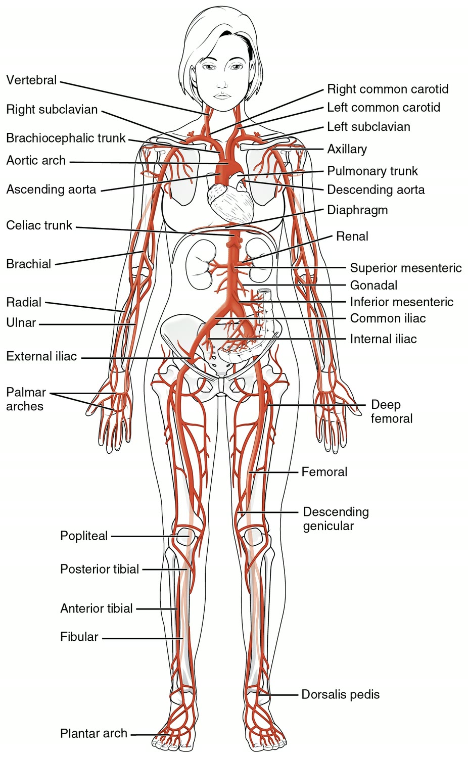 Ilustração anatômica: Artéria (Arteries)