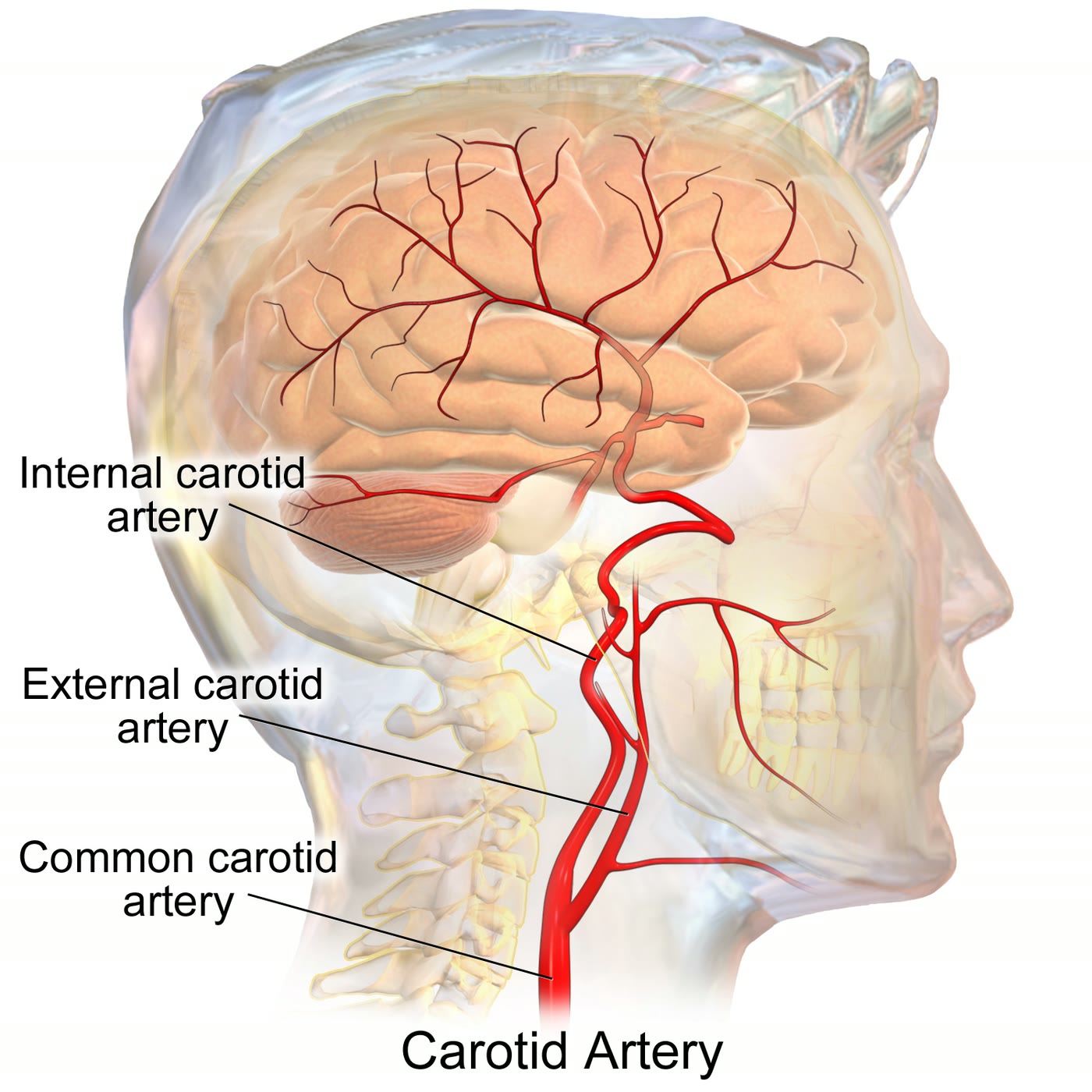 Ilustração anatômica: Artérias carótidas (Carotid arteries)