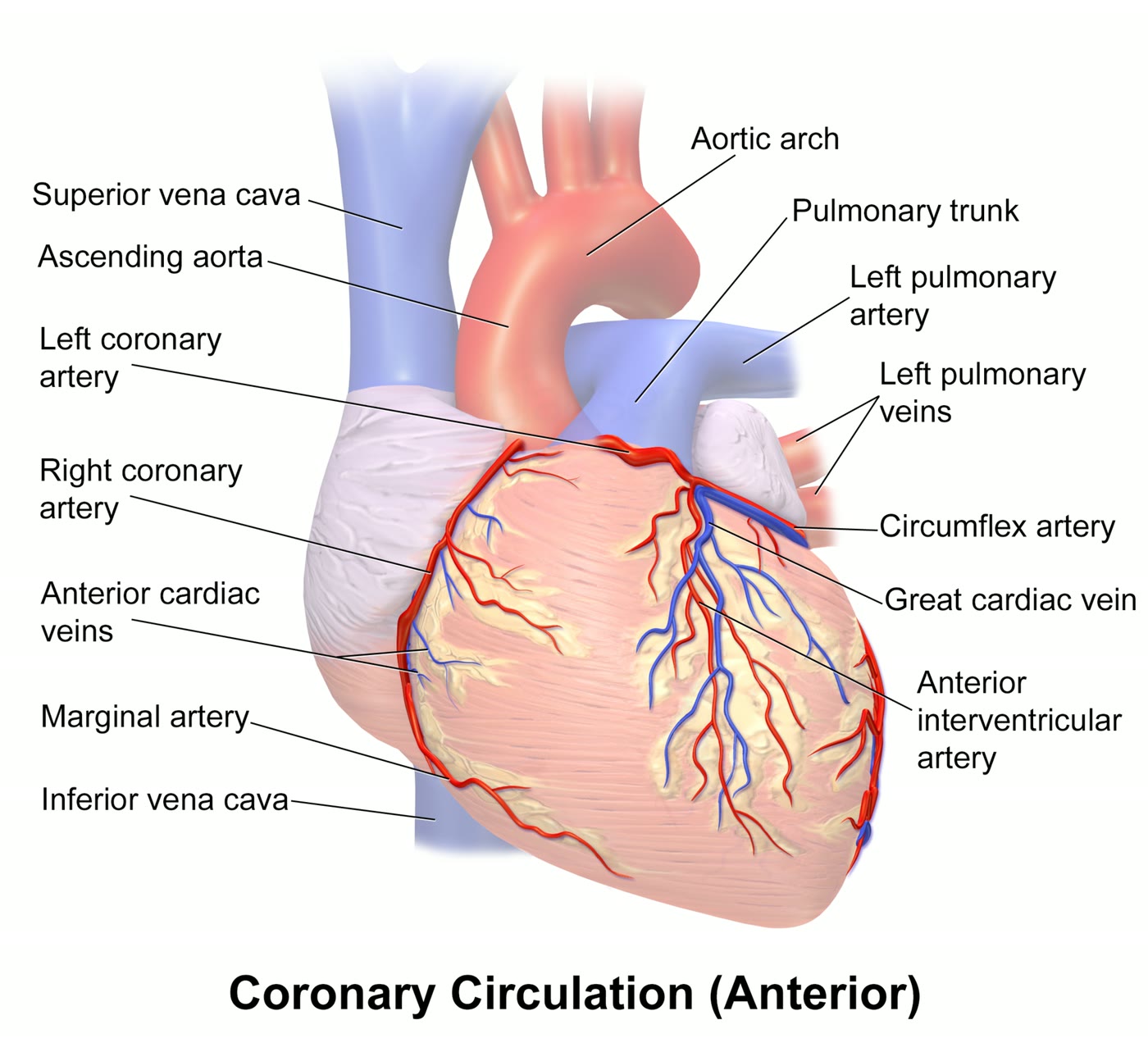 Ilustração anatômica: Artérias coronárias (Coronary arteries)
