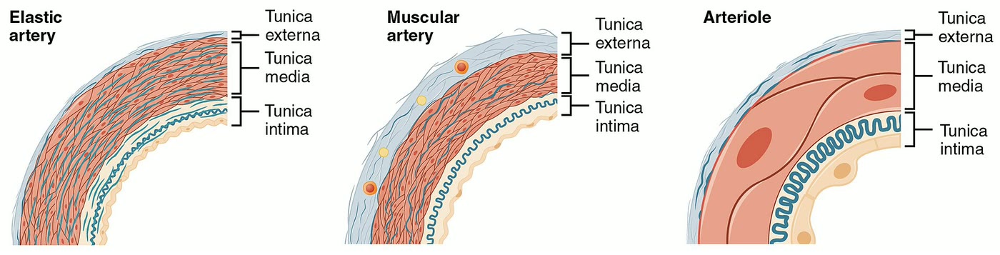 Ilustração anatômica: Arteríola (Arterioles)