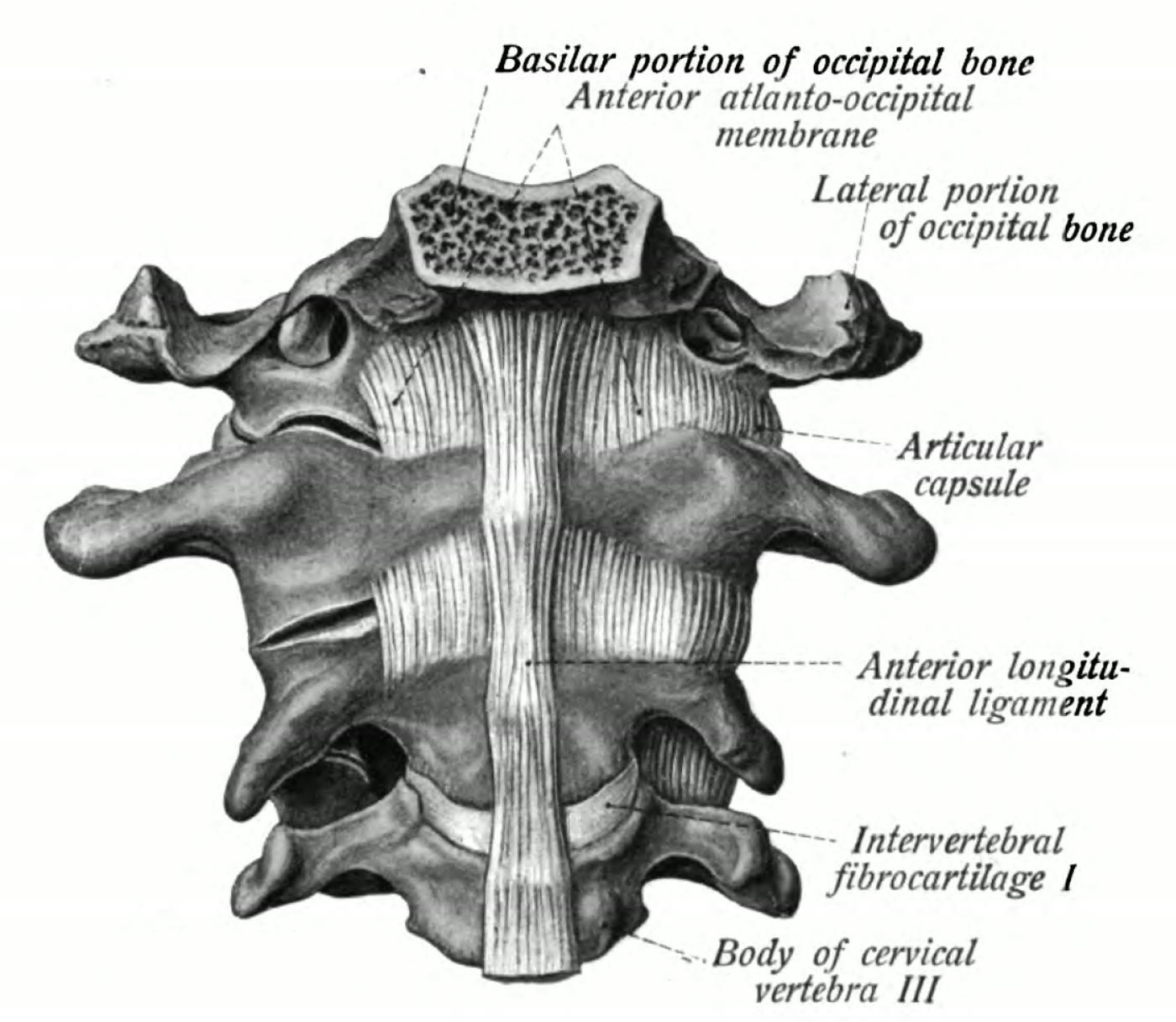 Ilustração anatômica: Articulação atlantoccipital (Atlanto-Occipital Joint)