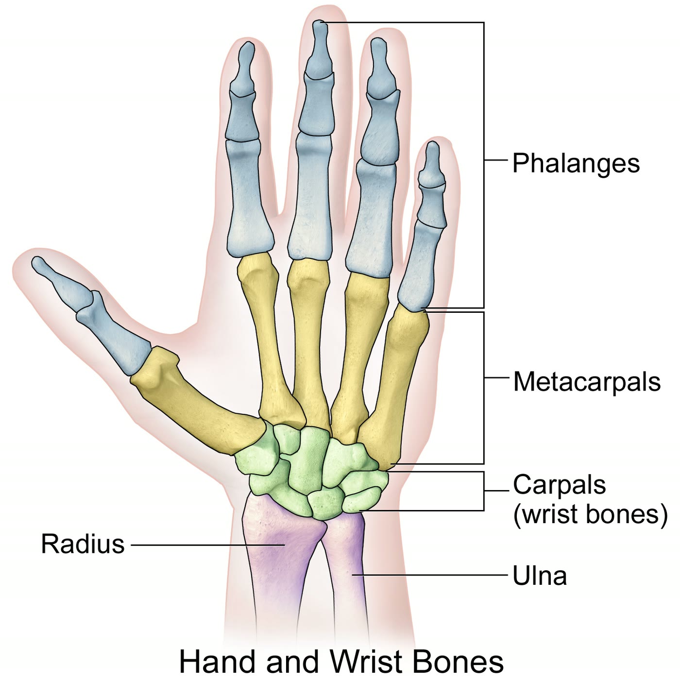 Ilustração anatômica: Articulação do punho (Wrist Joint)