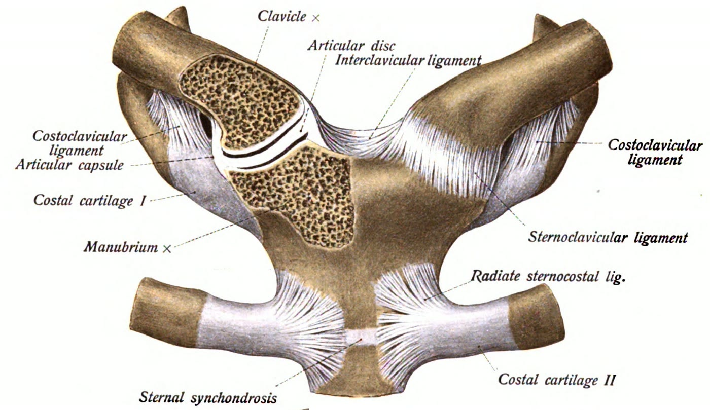 Ilustração anatômica: Articulação esternoclavicular (Sternoclavicular Joint)