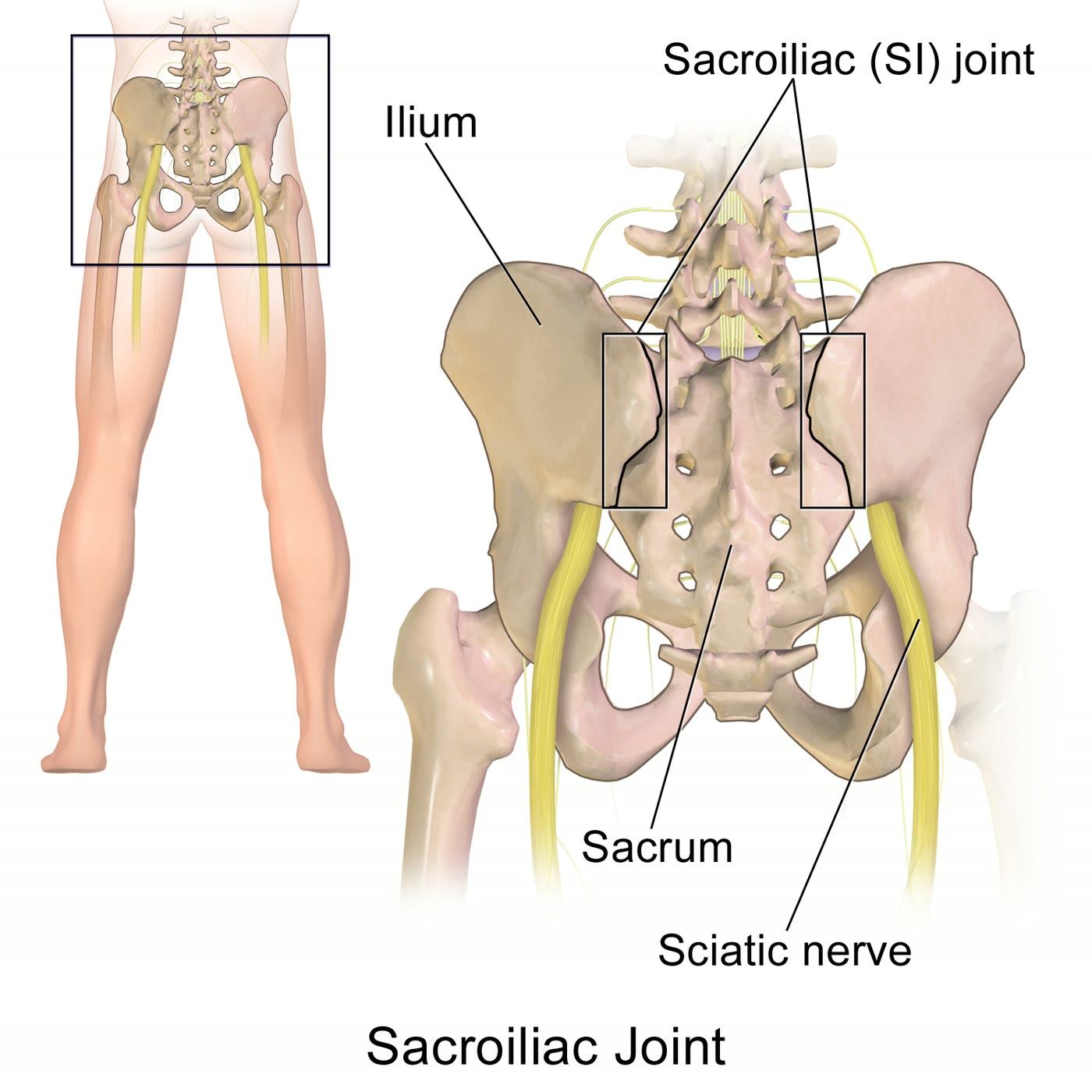 Ilustração anatômica: Articulação sacroilíaca (Sacroiliac Joint)