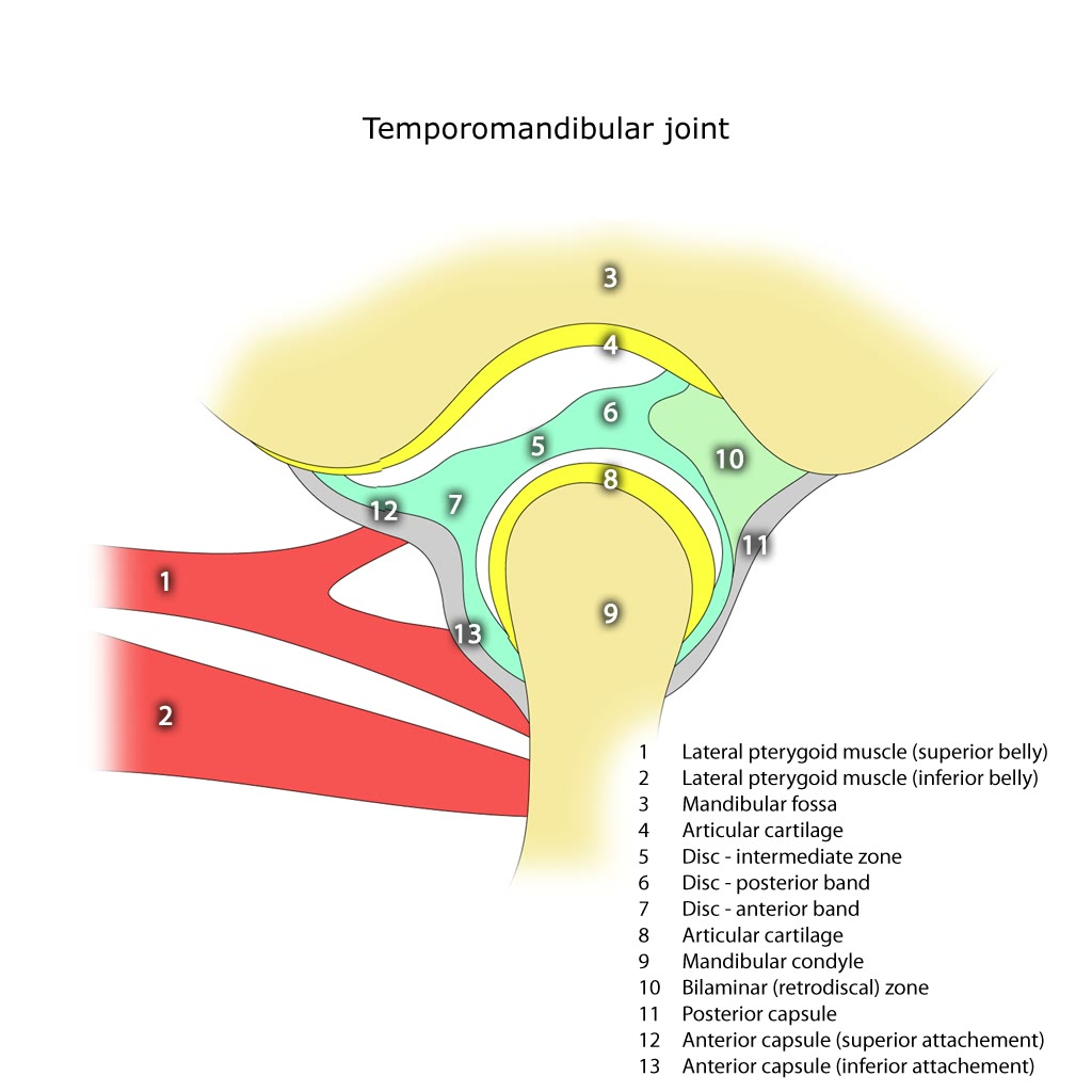 Ilustração anatômica: Articulação temporomandibular (Temporomandibular joint)
