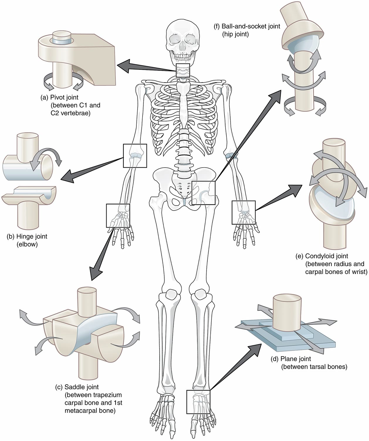 Ilustração anatômica: Articulações (Joints)