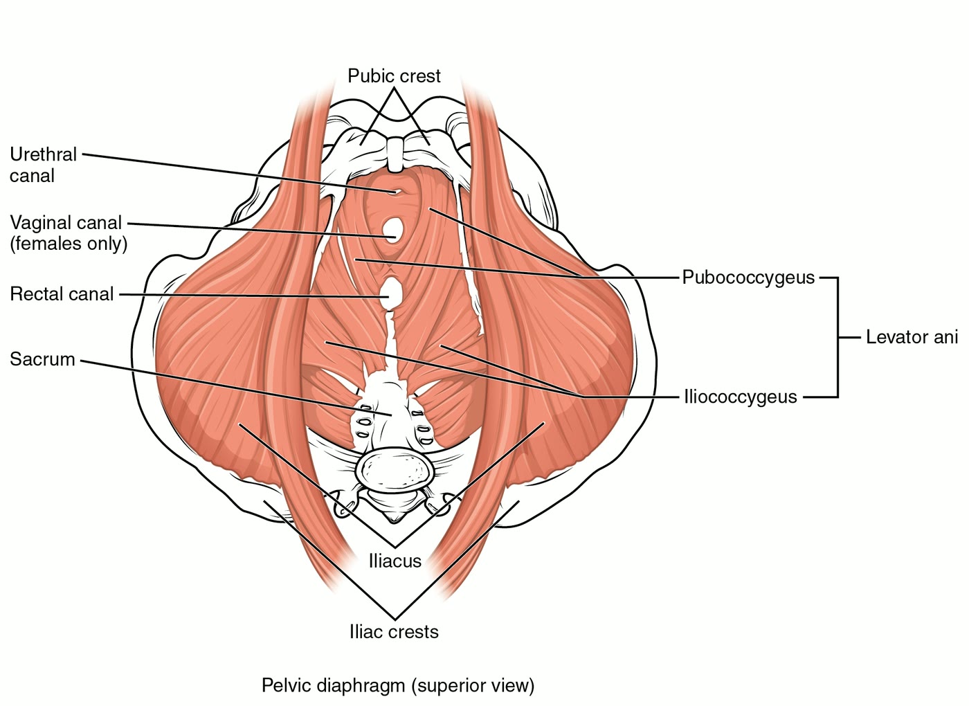 Ilustração anatômica: Assoalho pélvico (Pelvic Floor)