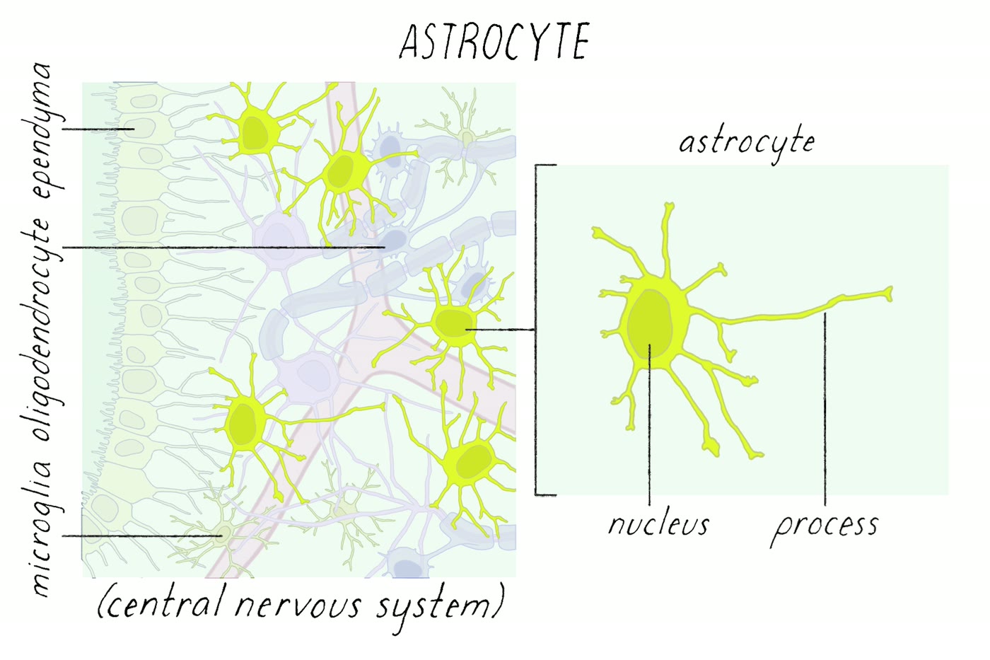 Ilustração anatômica: Astrócito (Astrocytes)