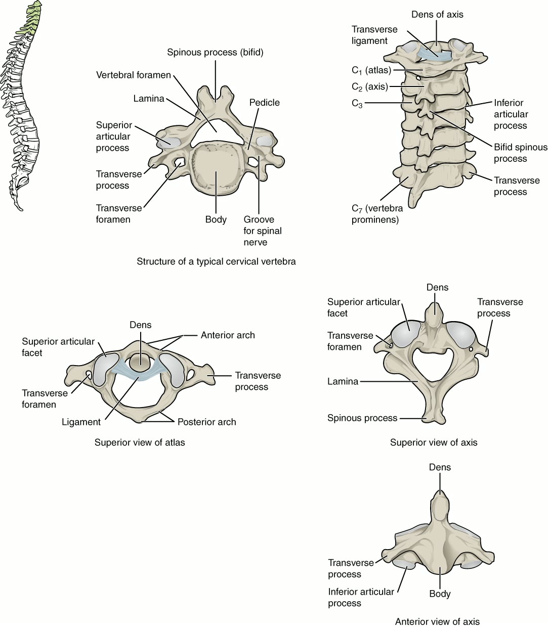 Ilustração anatômica: Atlas (Cervical Atlas)