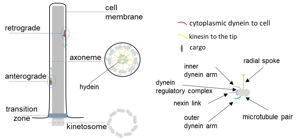Ilustração anatômica: Axonema (Axoneme)