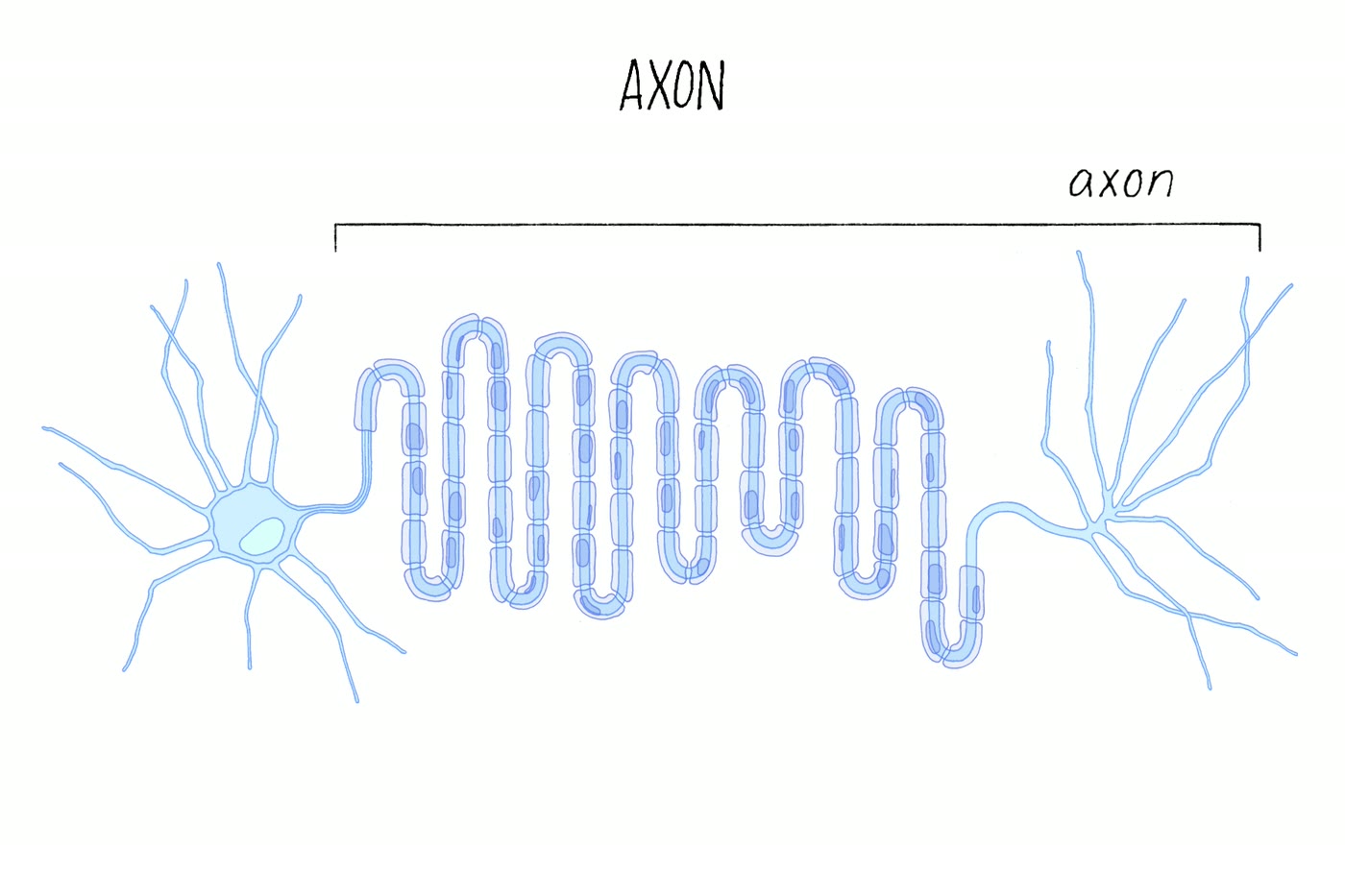 Ilustração anatômica: Axônio (Axons)