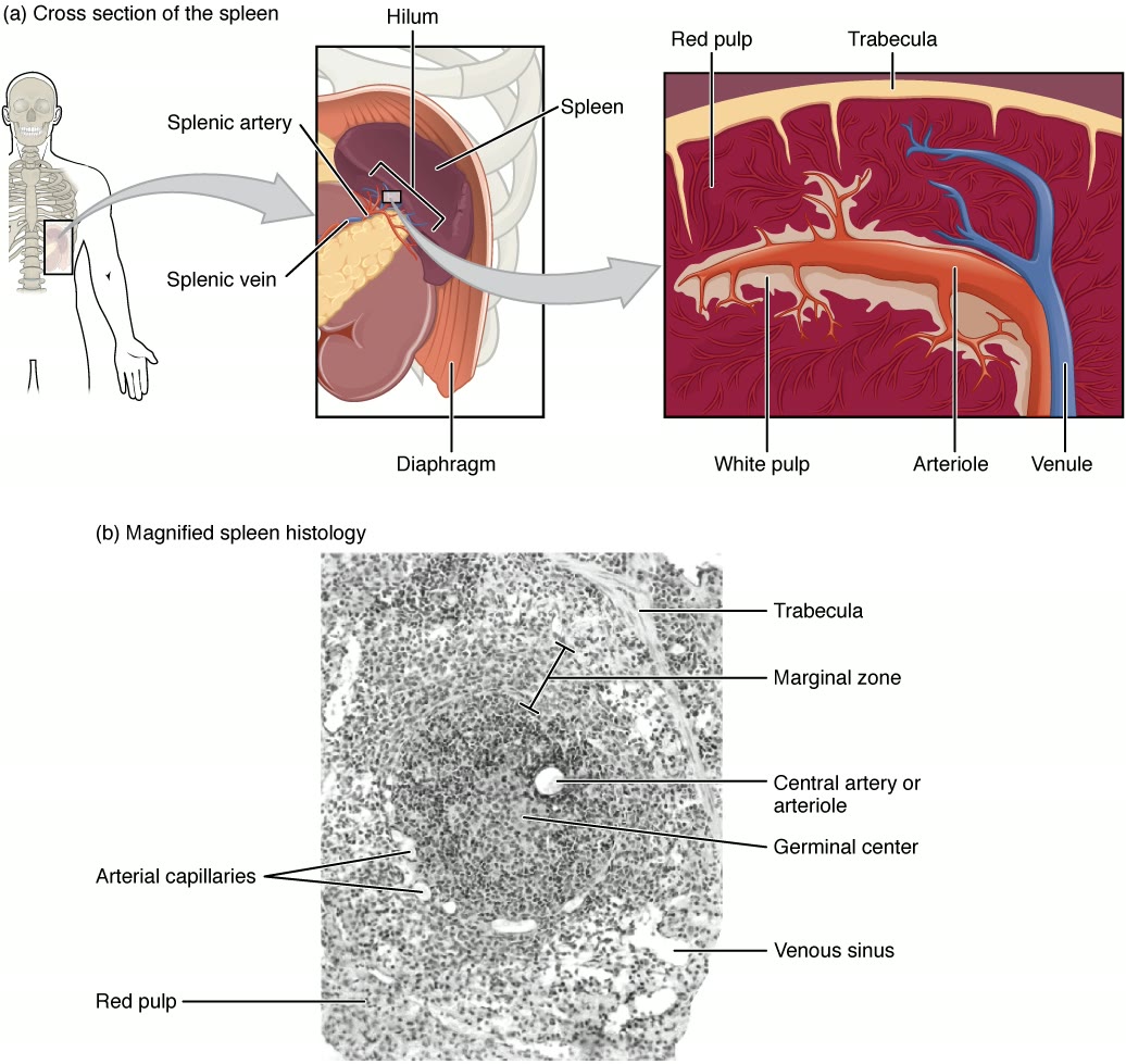 Ilustração anatômica: Baço (Spleen)