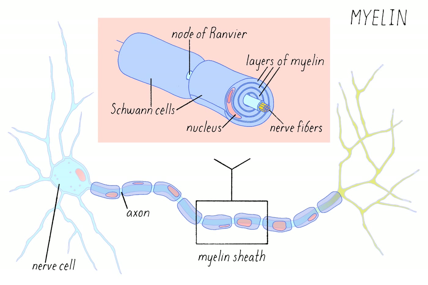 Ilustração anatômica: Bainha de mielina (Myelin Sheath)