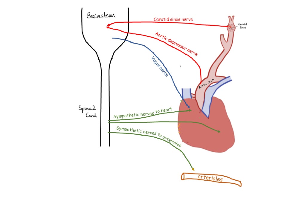 Ilustração anatômica: Barorreceptor (Pressoreceptors)