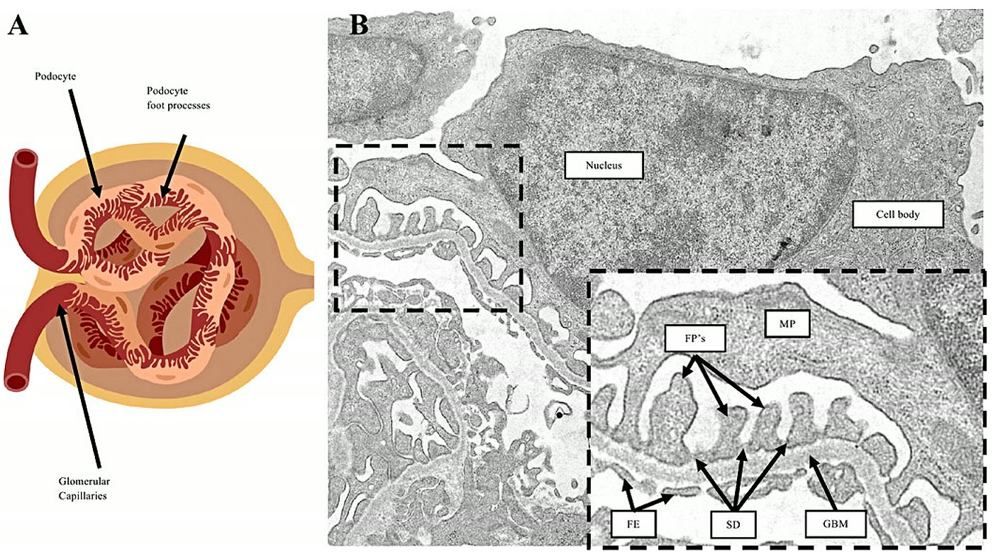 Ilustração anatômica: Barreira de filtração glomerular (Glomerular Filtration Barrier)