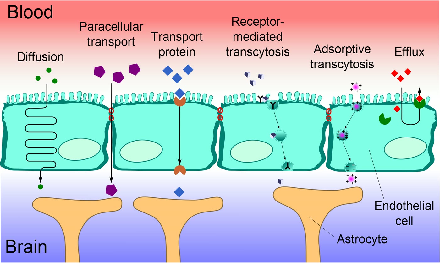 Ilustração anatômica: Barreira hematoencefálica (Blood-Brain Barrier)