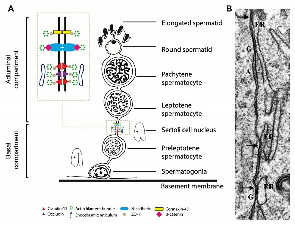 Ilustração anatômica: Barreira hematotesticular (Blood-Testis Barrier)