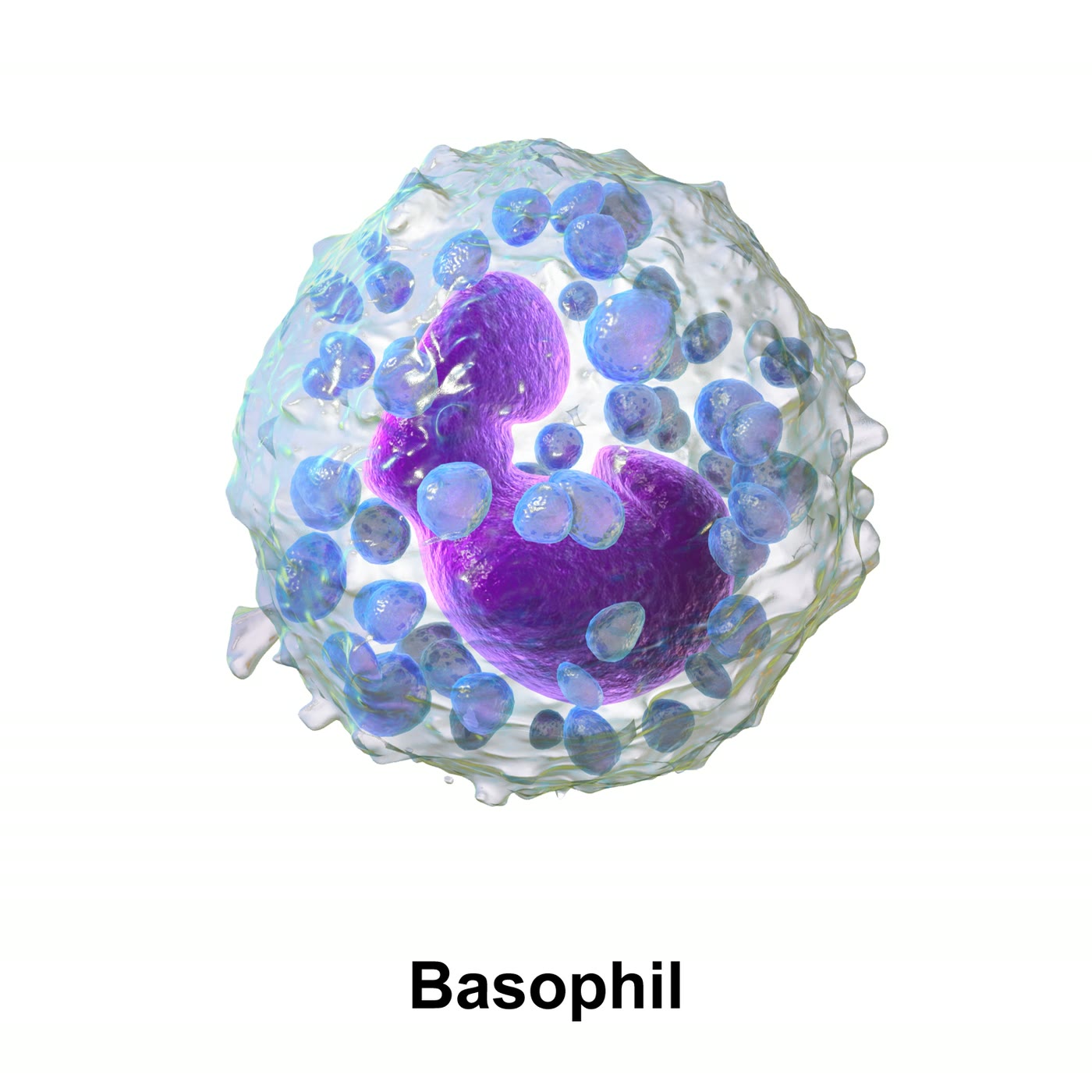 Ilustração anatômica: Basófilo (Basophils)