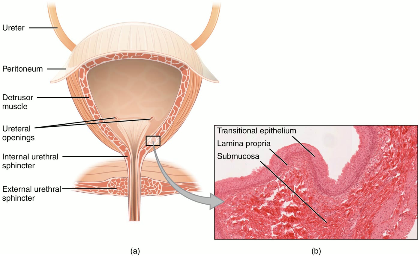 Ilustração anatômica: Bexiga urinária (Urinary bladder)