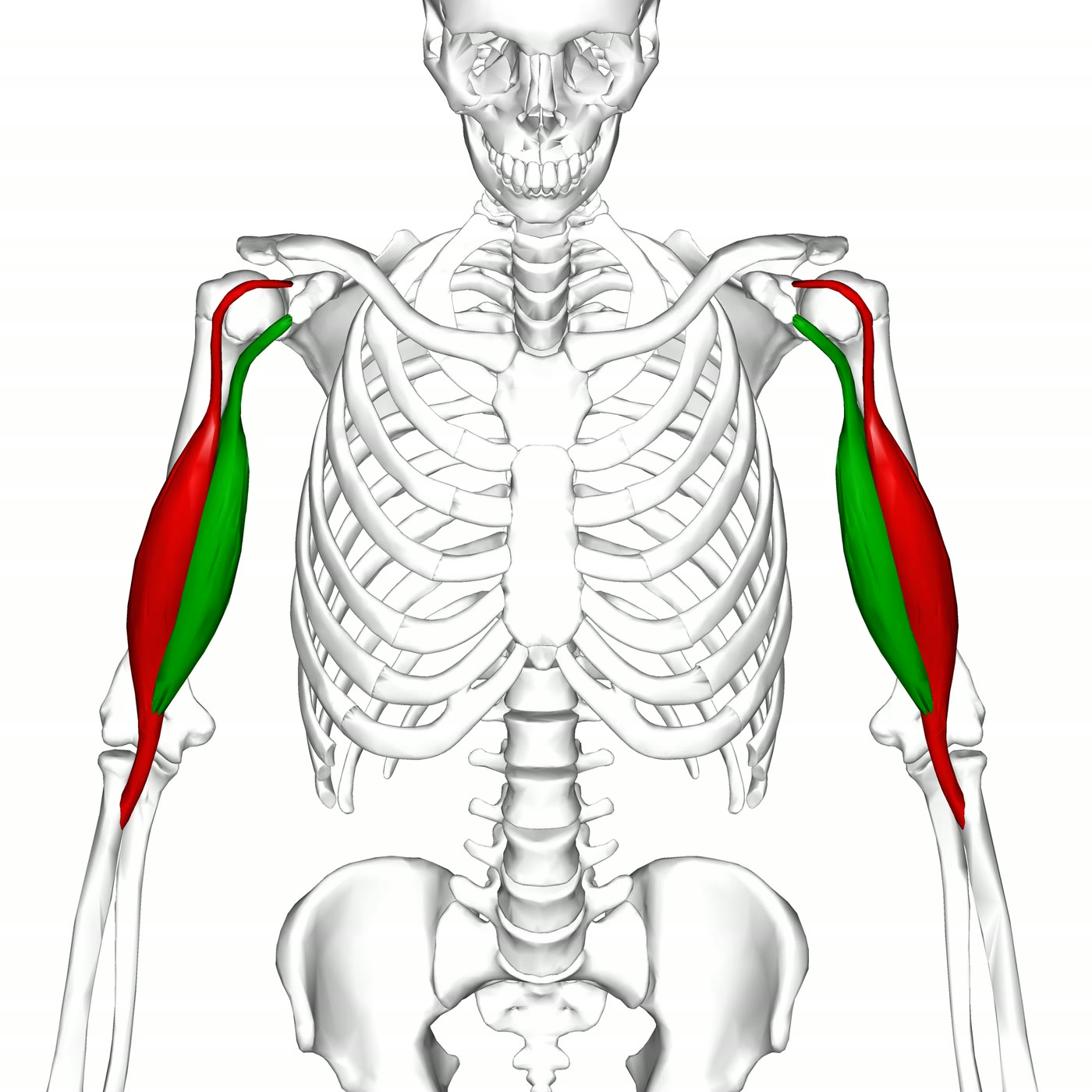 Ilustração anatômica: Bíceps braquial (Biceps brachii)
