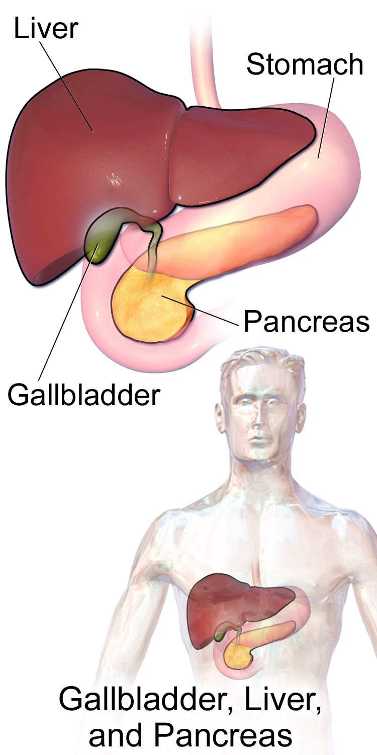 Ilustração anatômica: Bile (Bile)