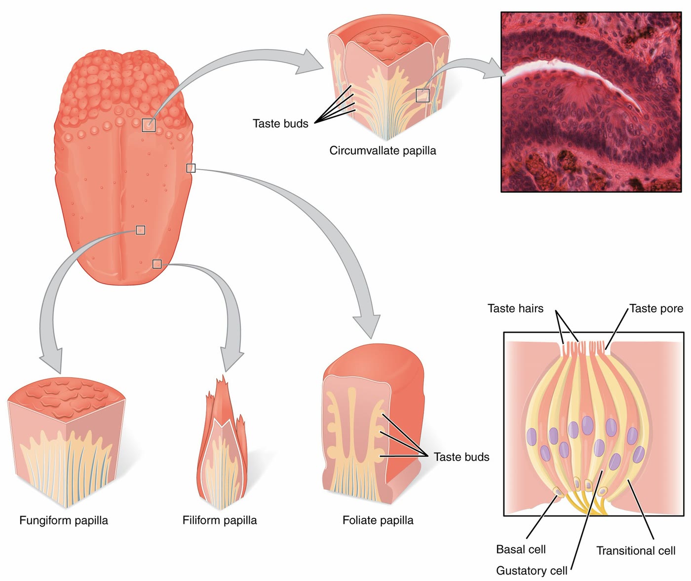 Ilustração anatômica: Botão gustativo (Taste Buds)