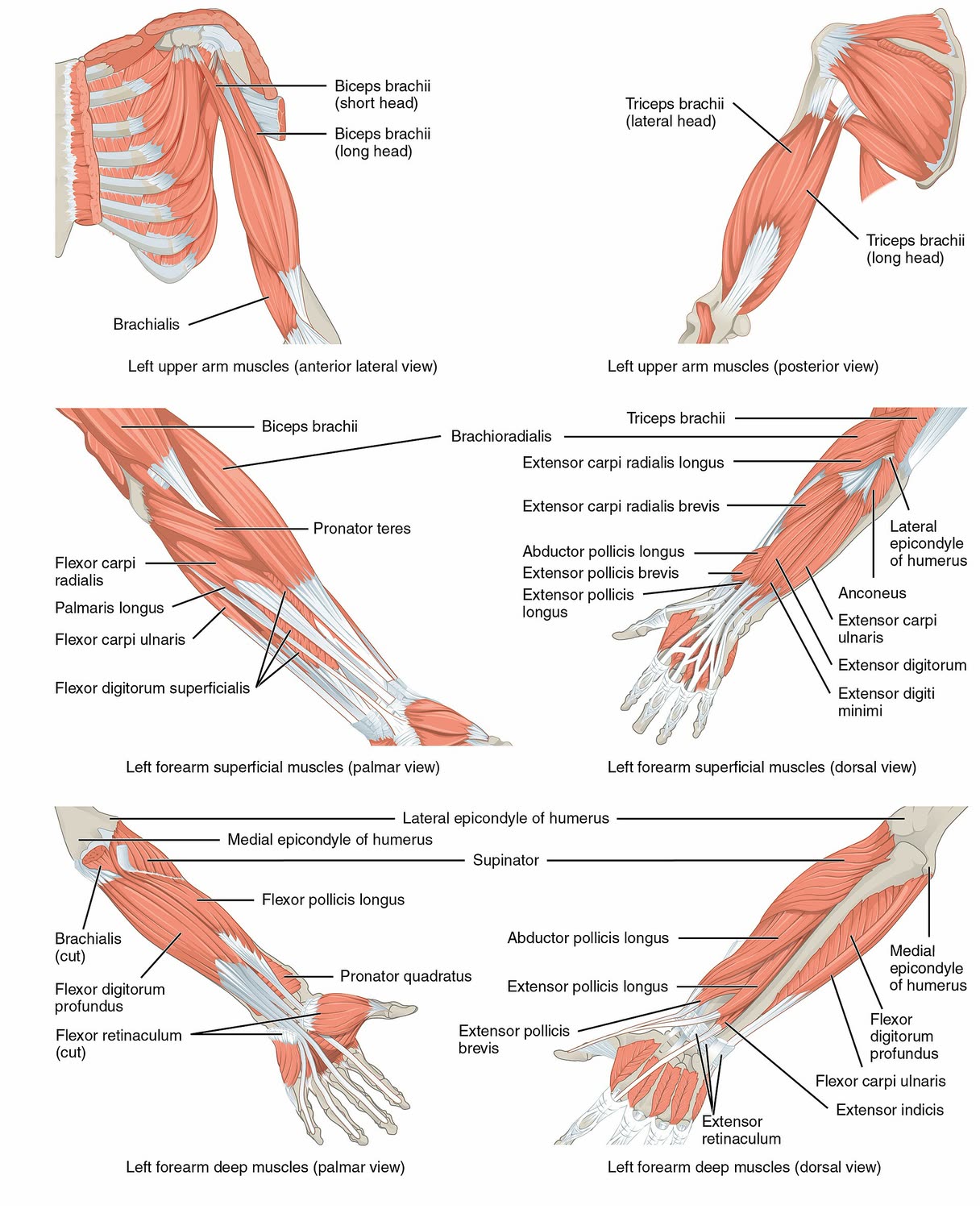 Ilustração anatômica: Braço (Arm)