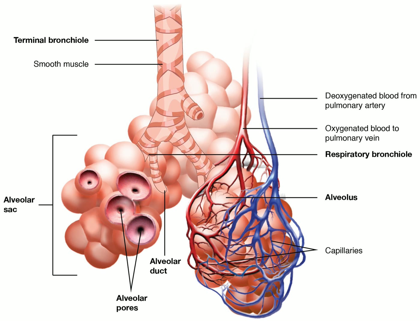 Ilustração anatômica: Bronquíolo (Bronchioles)