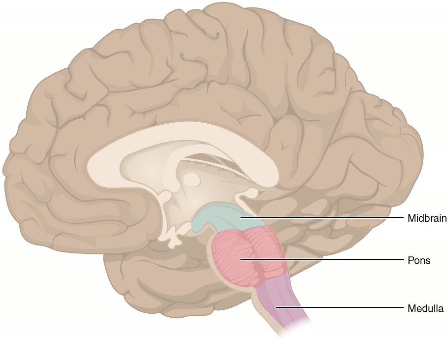 Ilustração anatômica: Bulbo raquidiano (Medulla Oblongata)