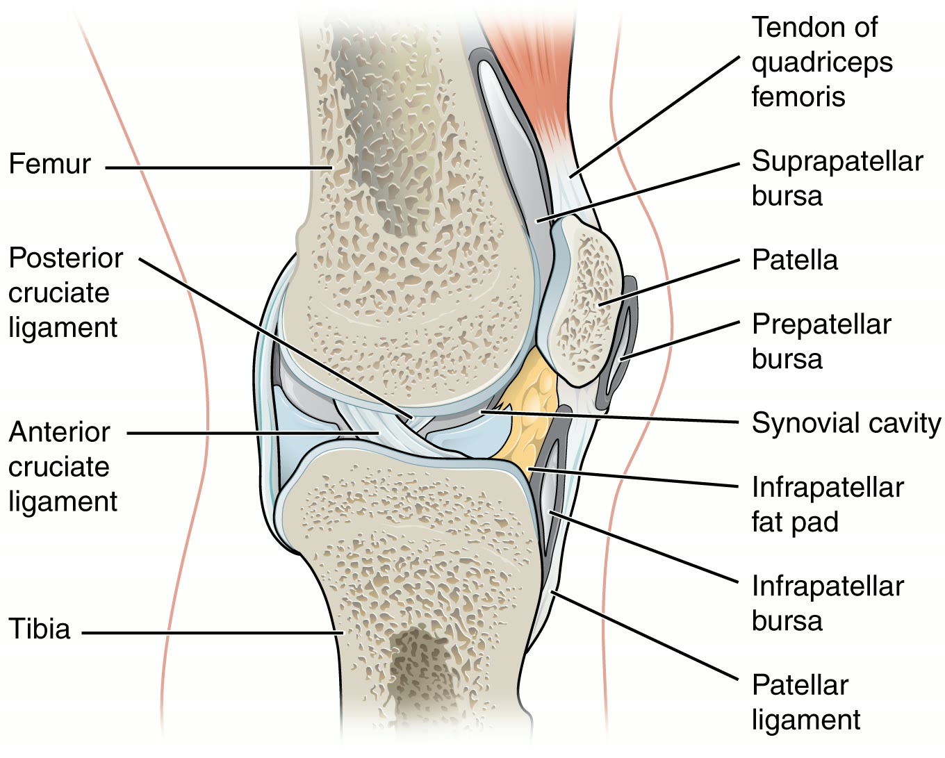 Ilustração anatômica: Bursa sinovial (Bursa, Synovial)