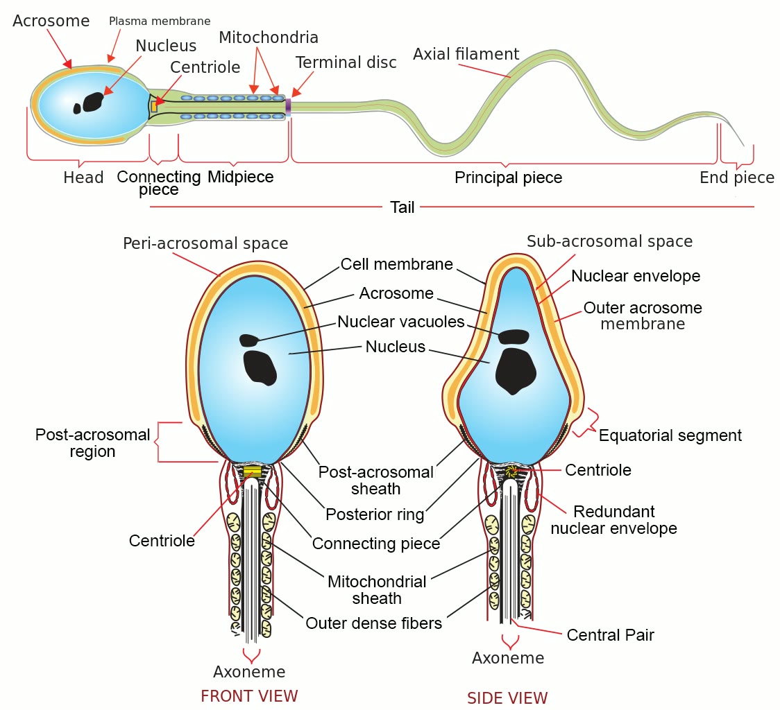 Ilustração anatômica: Cabeça do espermatozoide (Sperm Head)