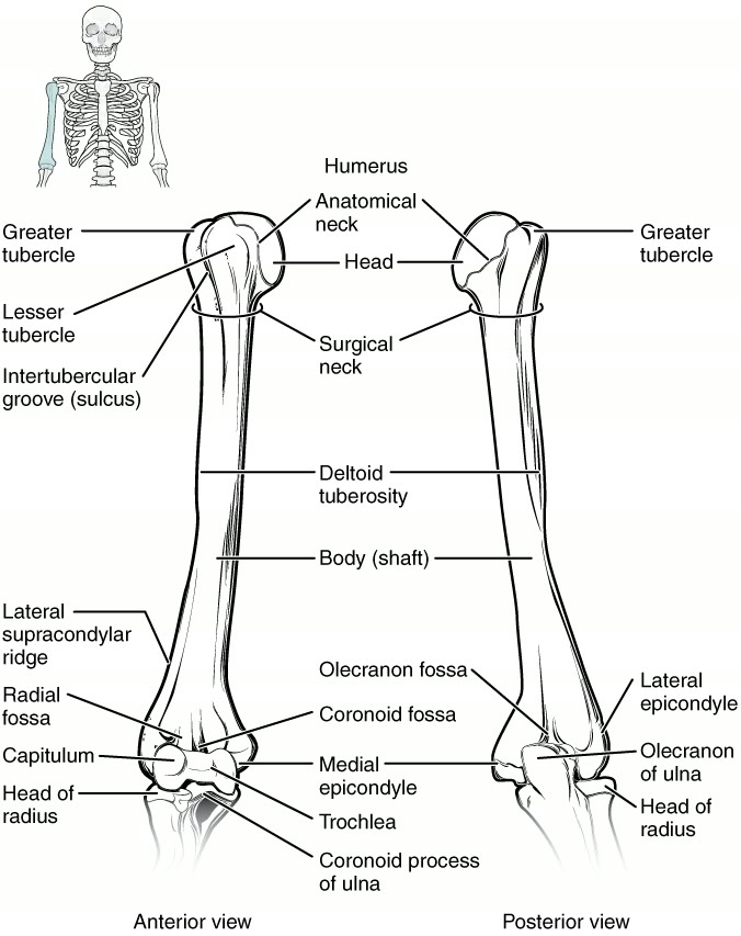 Ilustração anatômica: Cabeça do úmero (Humeral Head)