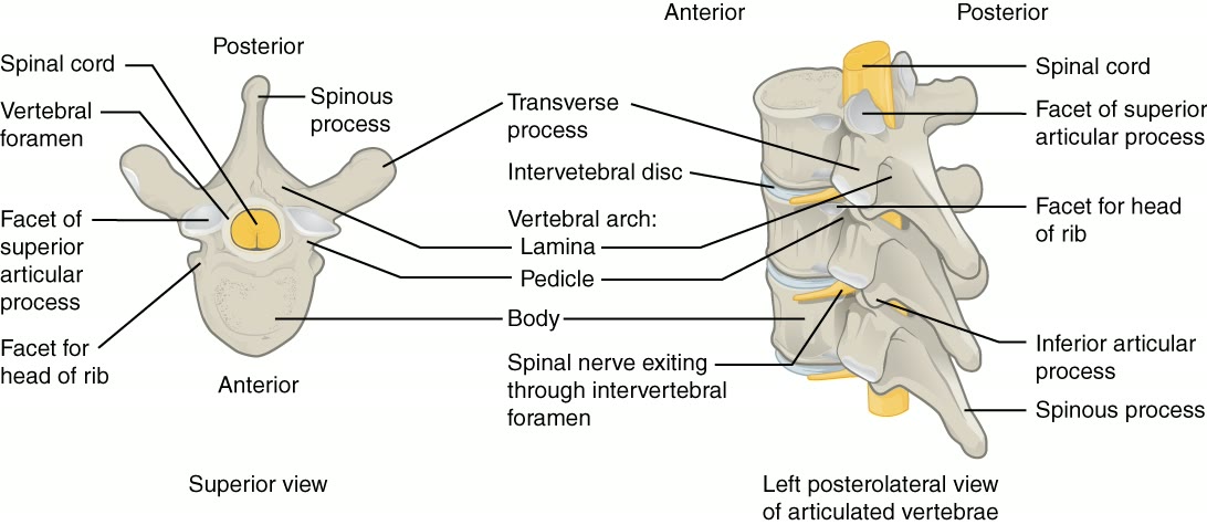 Ilustração anatômica: Canal vertebral (Spinal Canal)